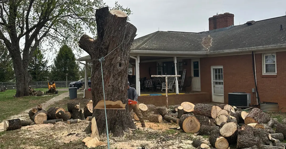 Tree Removal