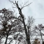 Trees Near Power Lines: When It Becomes a Safety Issue