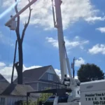 What Homeowners Insurance Usually Covers After Tree Damage in VA