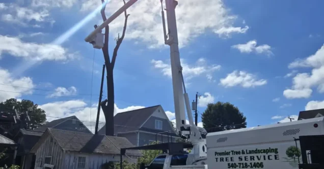 What Homeowners Insurance Covers After Tree Damage in Virginia