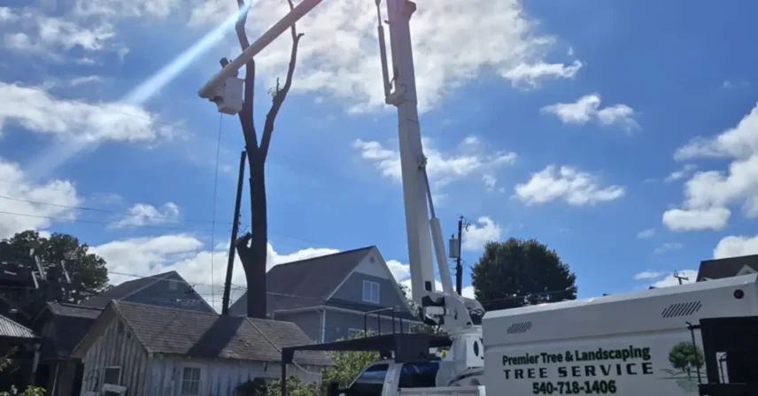 What Homeowners Insurance Usually Covers After Tree Damage in VA