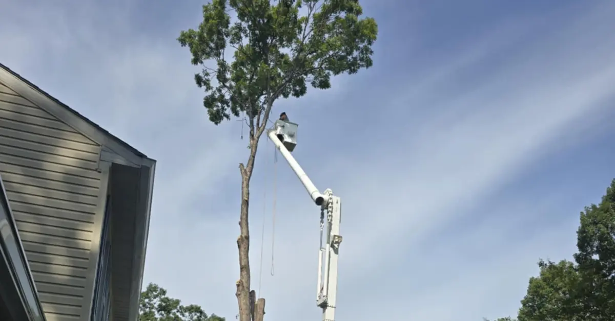 Tree Pruning