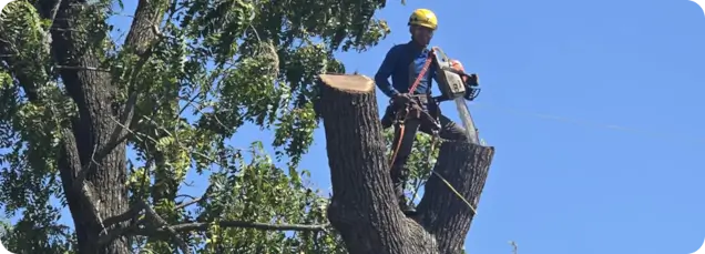 About the Premier Tree & Landscaping Team