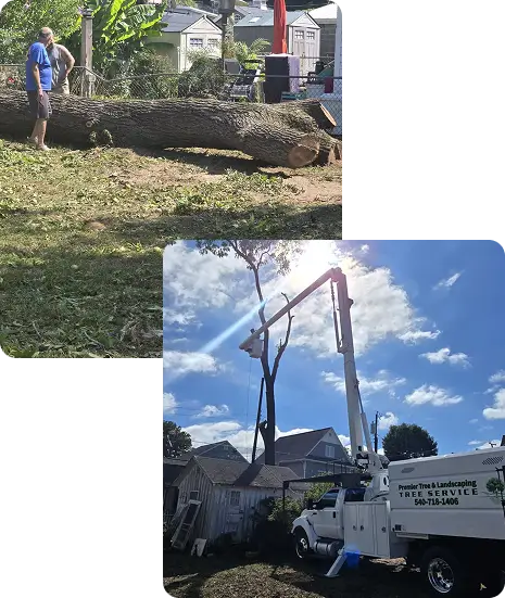 About the Premier Tree & Landscaping Team