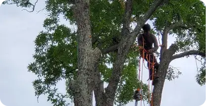 Tree Trimming & Pruning